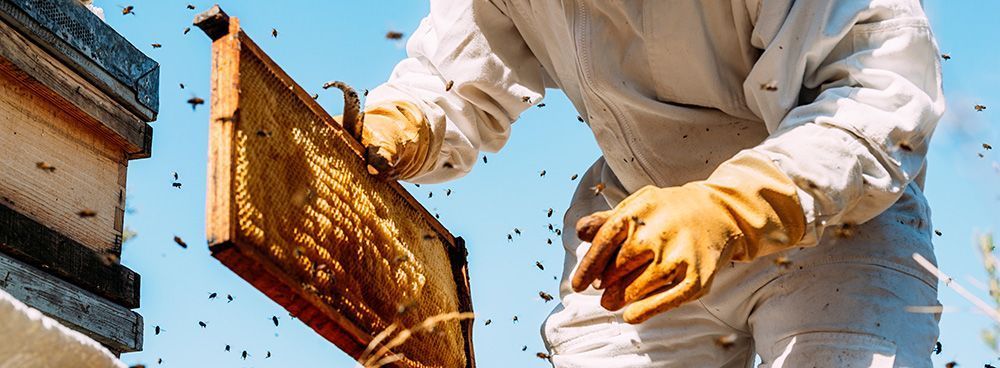 shutterstock_1054817495_santypan_1000x368px.jpg