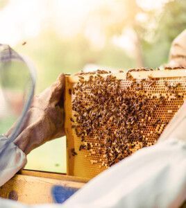 shutterstock 2355355897 mark gusev 500x560px