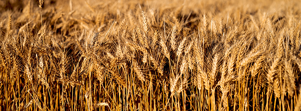 shutterstock_596382980_Dusan-Petkovic_500x560px.jpg