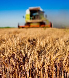 Agricultural sector | shutterstock 596382980 Dusan Petkovic 541x225px