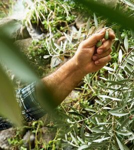 shutterstock 2046380687 Caterina Trimarchi 500x560px