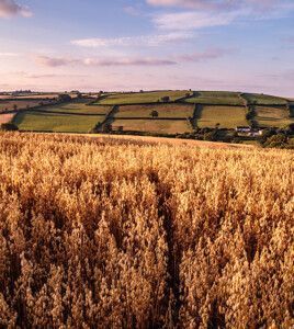 shutterstock 696072634 T Milton 500x560px